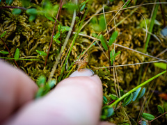 Drosera rotundifolia