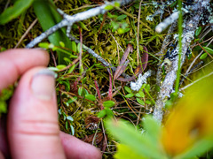 Drosera rotundifolia