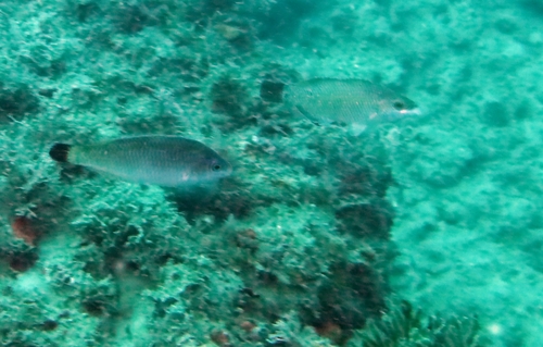 Blacktail wrasse (Centrolabrus melanocercus) — Labridae — 2