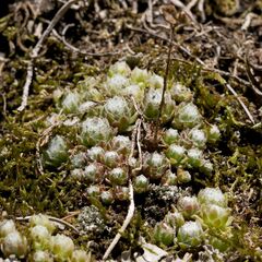 Sempervivum arachnoideum