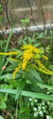 Solidago altissima