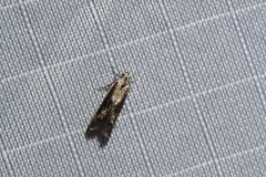 Blastodacna atra