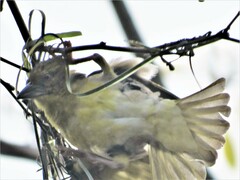 Ploceus cucullatus spilonotus