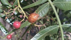 Solenosthedium bilunatum