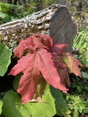 Acer nigrum