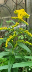 Solidago altissima