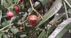 Solenosthedium bilunatum