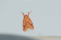 Barsine striata