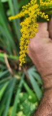 Solidago altissima