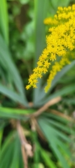 Solidago altissima