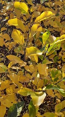 Salix lanata