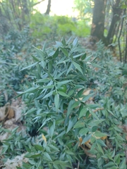 Ruscus aculeatus
