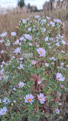 Symphyotrichum novi-belgii