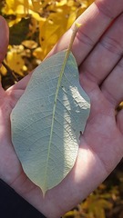 Salix lanata