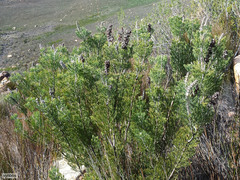 Paranomus bracteolaris