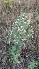 Symphyotrichum novi-belgii