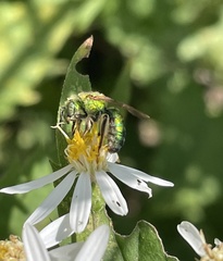 Agapostemon sericeus