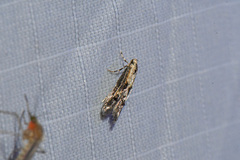 Blastodacna atra