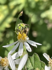 Agapostemon sericeus