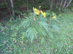 Jacobaea cannabifolia