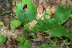 Solidago arguta