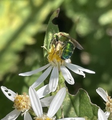 Agapostemon sericeus