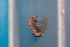 Griseothosea fasciata