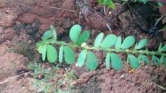 Chamaecrista rotundifolia