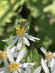 Agapostemon sericeus