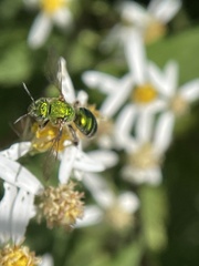 Agapostemon sericeus