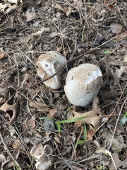 Agaricales