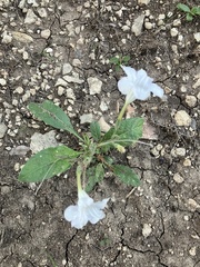 Ruellia metziae