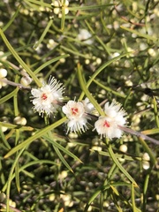 Hypocalymma angustifolium