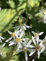 Agapostemon sericeus