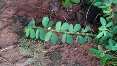 Chamaecrista rotundifolia