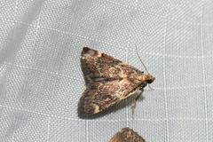 Hypsopygia intermedialis