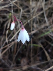 Acis autumnalis