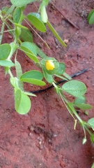 Chamaecrista rotundifolia