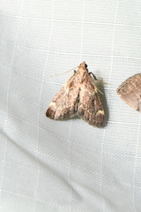 Hypsopygia intermedialis