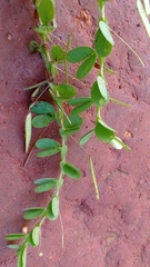 Chamaecrista rotundifolia