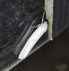 Coscinia chrysocephala