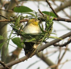 Ploceus cucullatus spilonotus