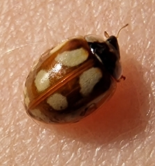 Adalia decempunctata