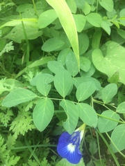 Clitoria ternatea