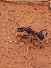 Ectatomma opaciventre