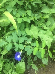 Clitoria ternatea