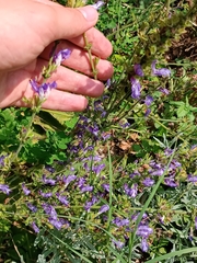 Salvia forskaehlei