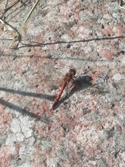 Sympetrum vulgatum