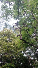 Cedrela salvadorensis