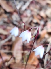 Acis autumnalis